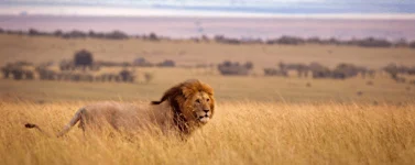 6 Days  Serengeti Crater Horizons Safari